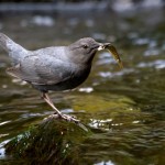 American Dipper with prey