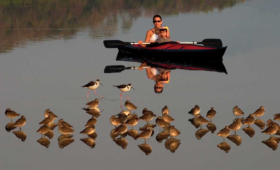 kayakers watch birds in mexico